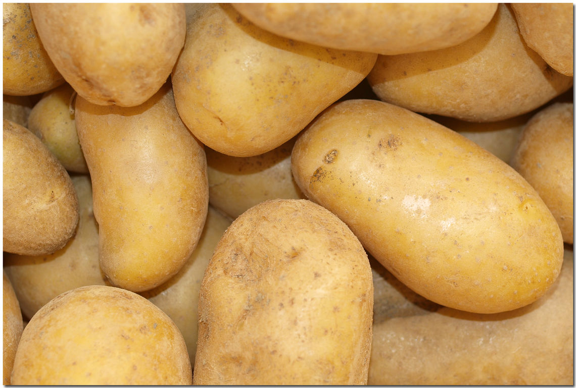 patates du jardin